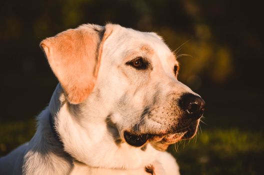 Close-up profile of a Labrador Retriever under warm sunset light outdoors.
