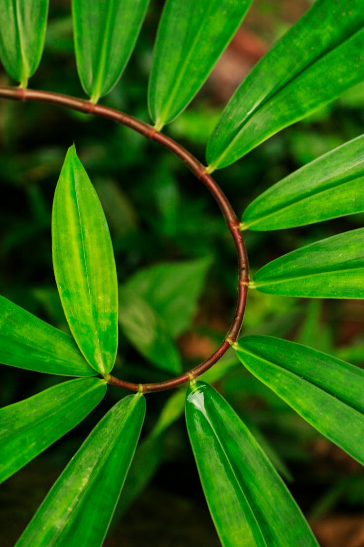 Green Plant