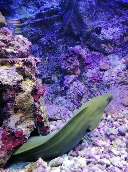Ingyenes stockfotó akvárium, állat, barna témában