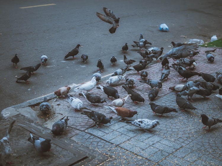 Flock Of Pigeons Eating Breadcrumbs On Sidewalk