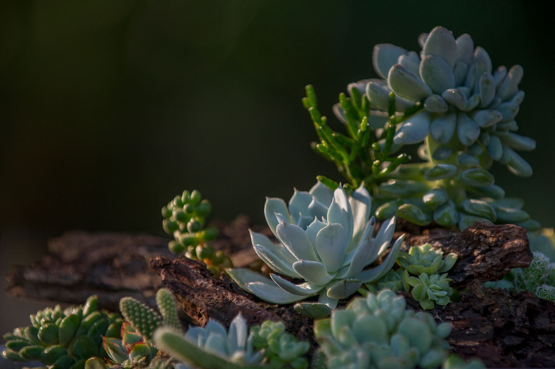 Saving Stretched Succulents: A Step-by-Step Guide to Beheading, Rerooting, and Providing Optimal Light for Compact Growth