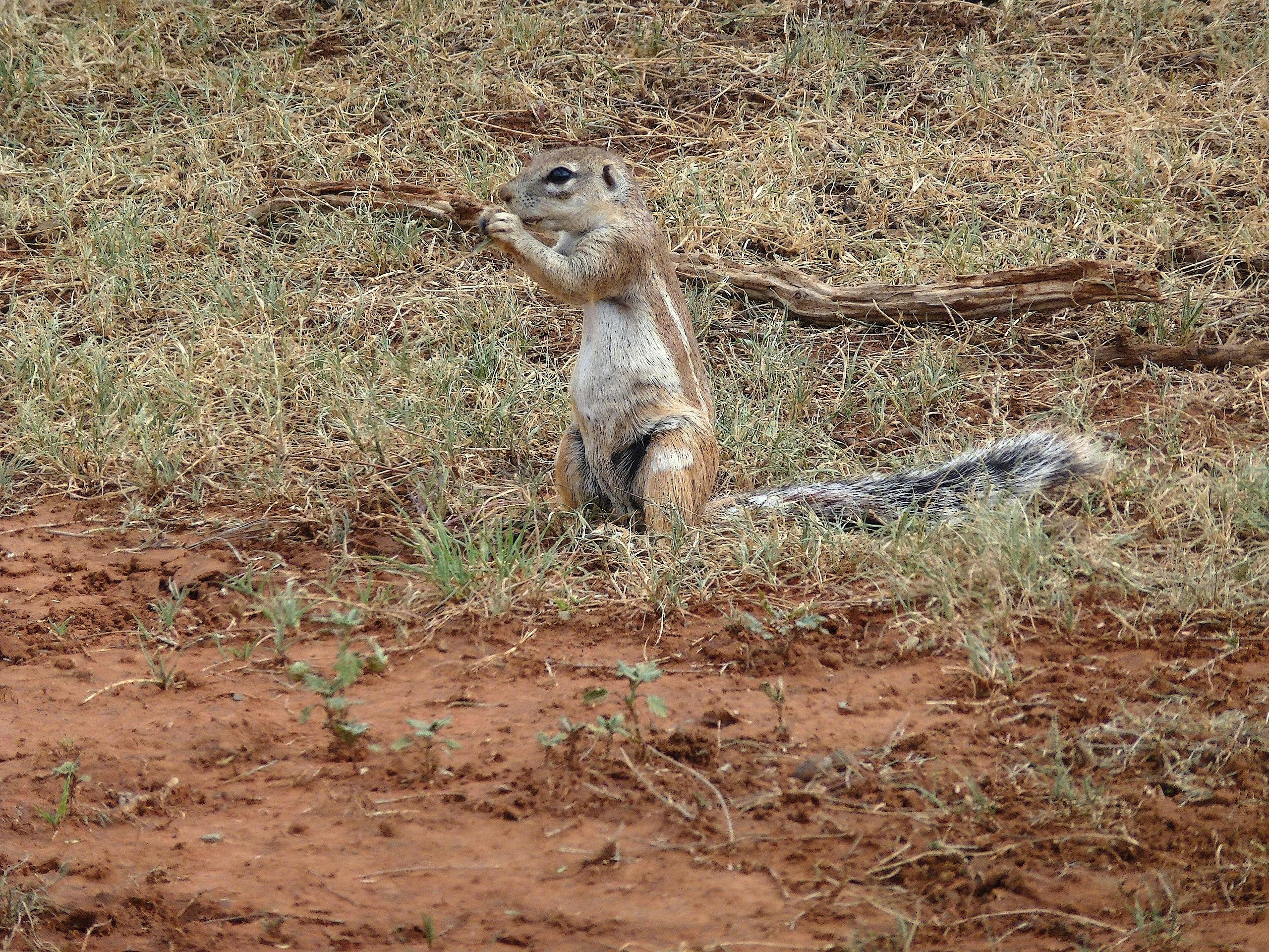 Free stock photo of desert, ground squirrel rodent, kalahari