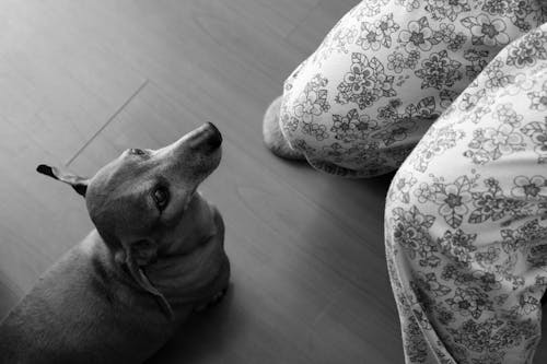 Sausage Dog Looking at Its Owner