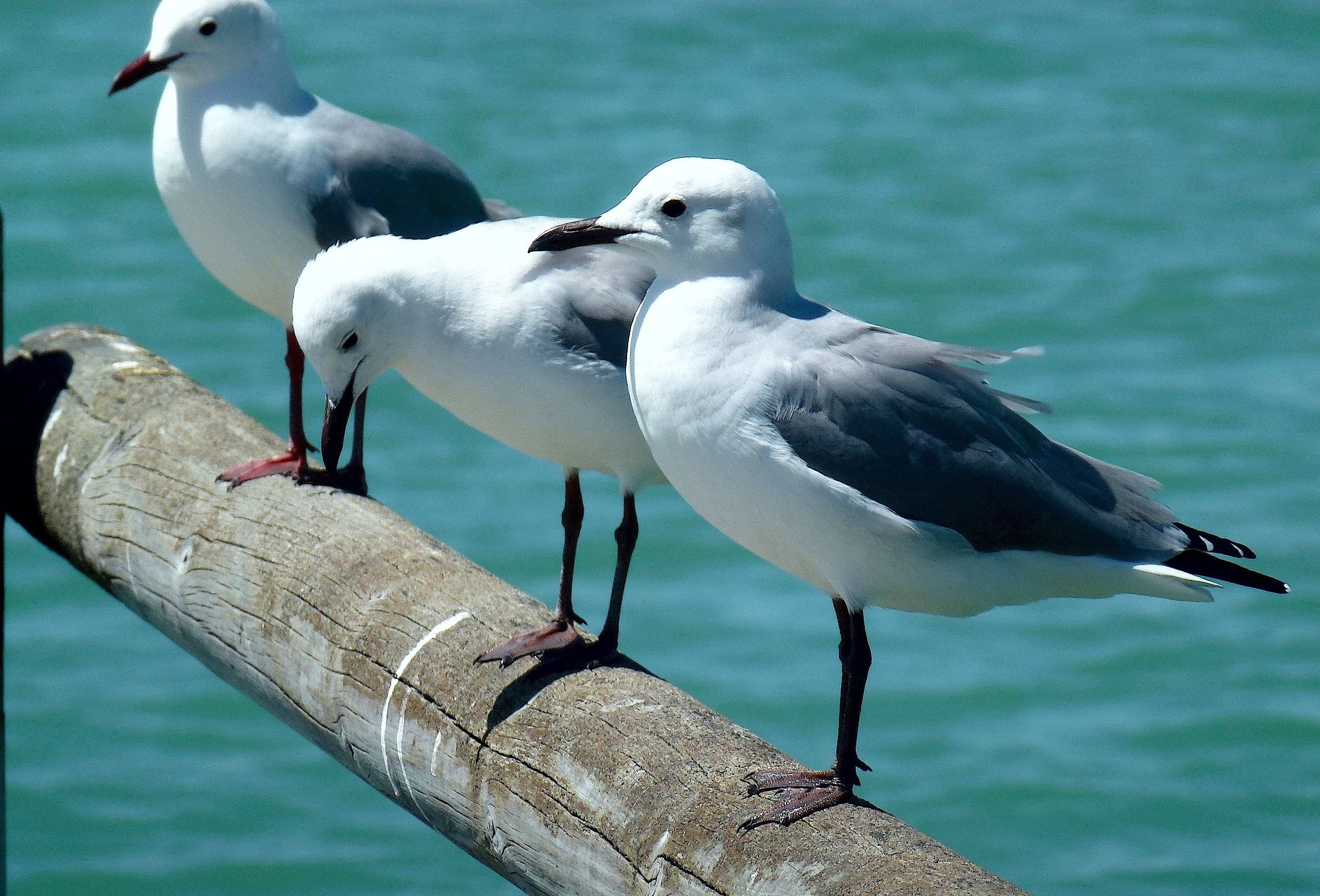 Free Stock Photo Of Sea Birds Gulls