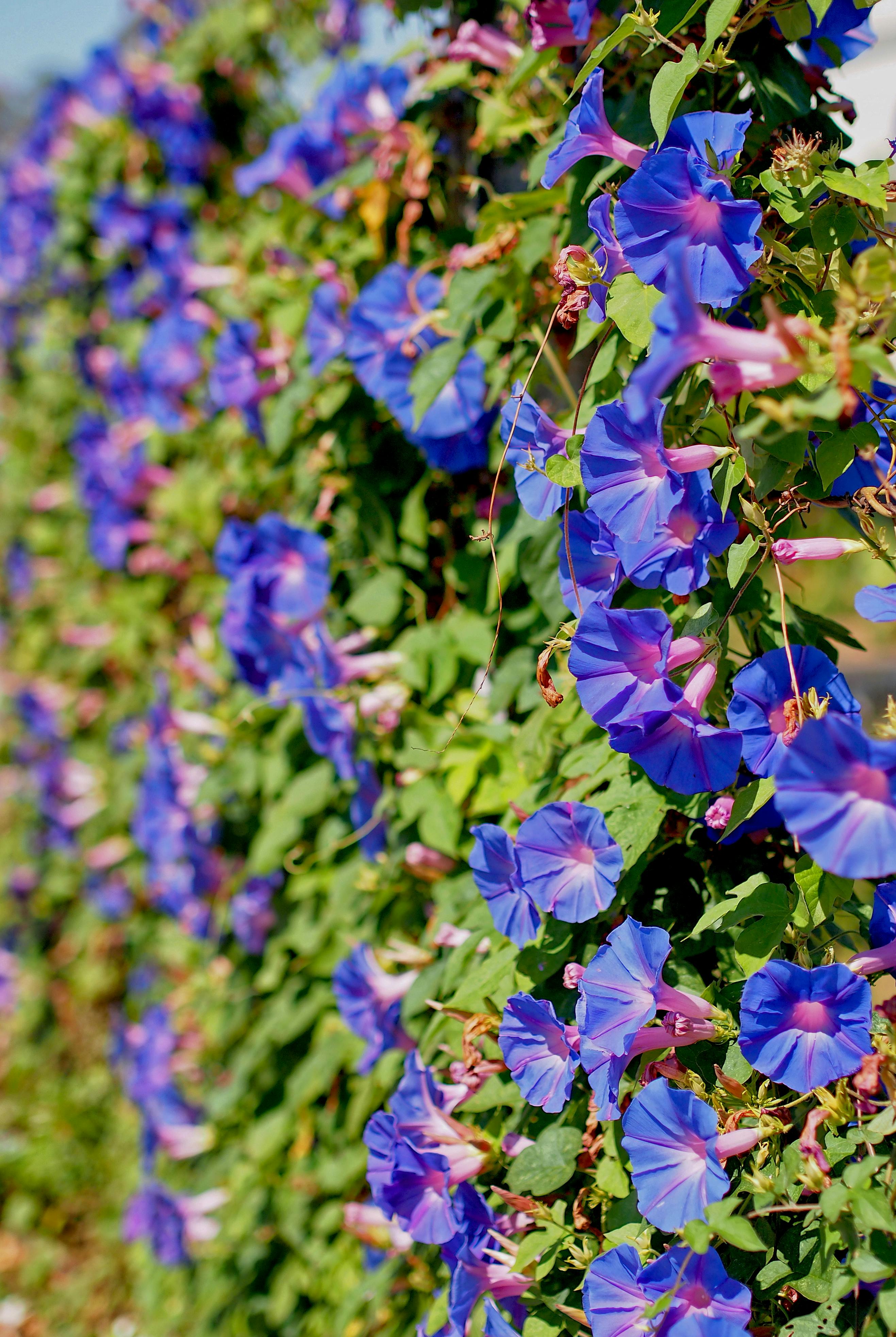 A flourishing wall of blue morning glories in full bloom under the summer sun.