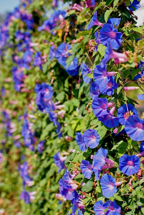 Close Up of Bindweed Flowers