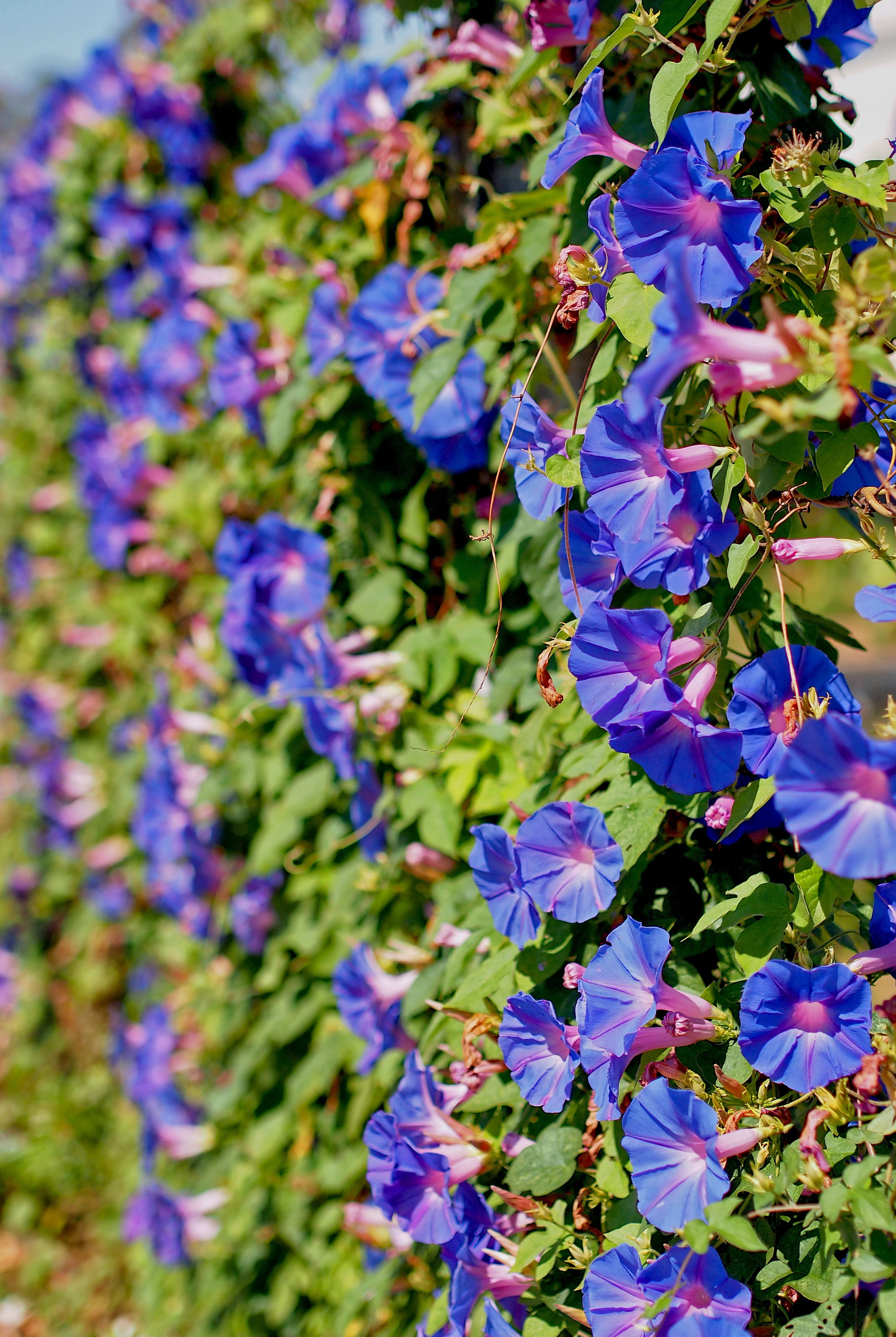 Morning glory vine in flower