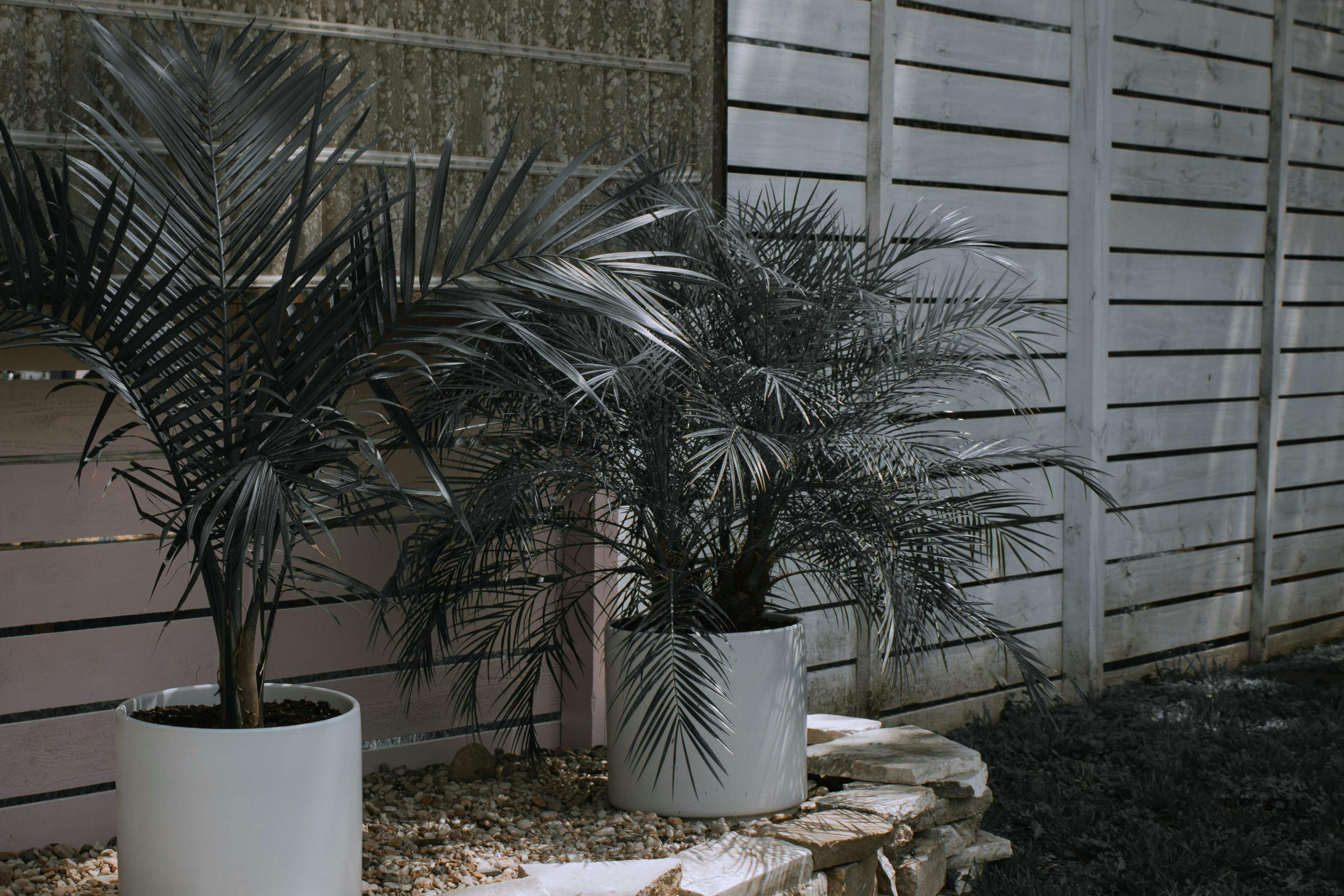 Tranquil backyard setting with potted palm plants and wooden fence for a natural vibe.