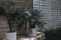 Green Palm Plant on White Pot