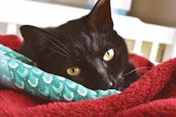 一只长着黄眼睛的宁静黑猫，依偎在家里的彩色毯子里