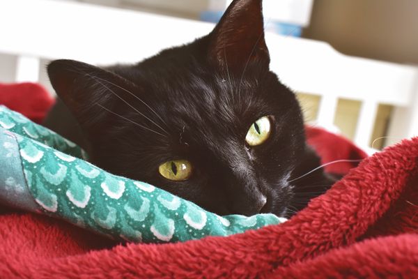 A black cat curled up in a folded blanket