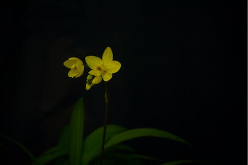 Ảnh lưu trữ miễn phí về hoa lan, Hoa màu vàng, làm vườn