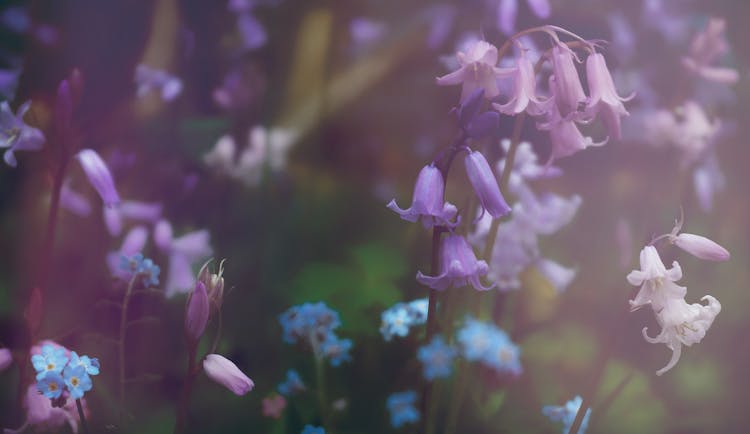 Bluebell Flowers In Close Up Photography