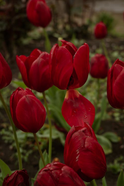 Red Tulips Growing in Garden