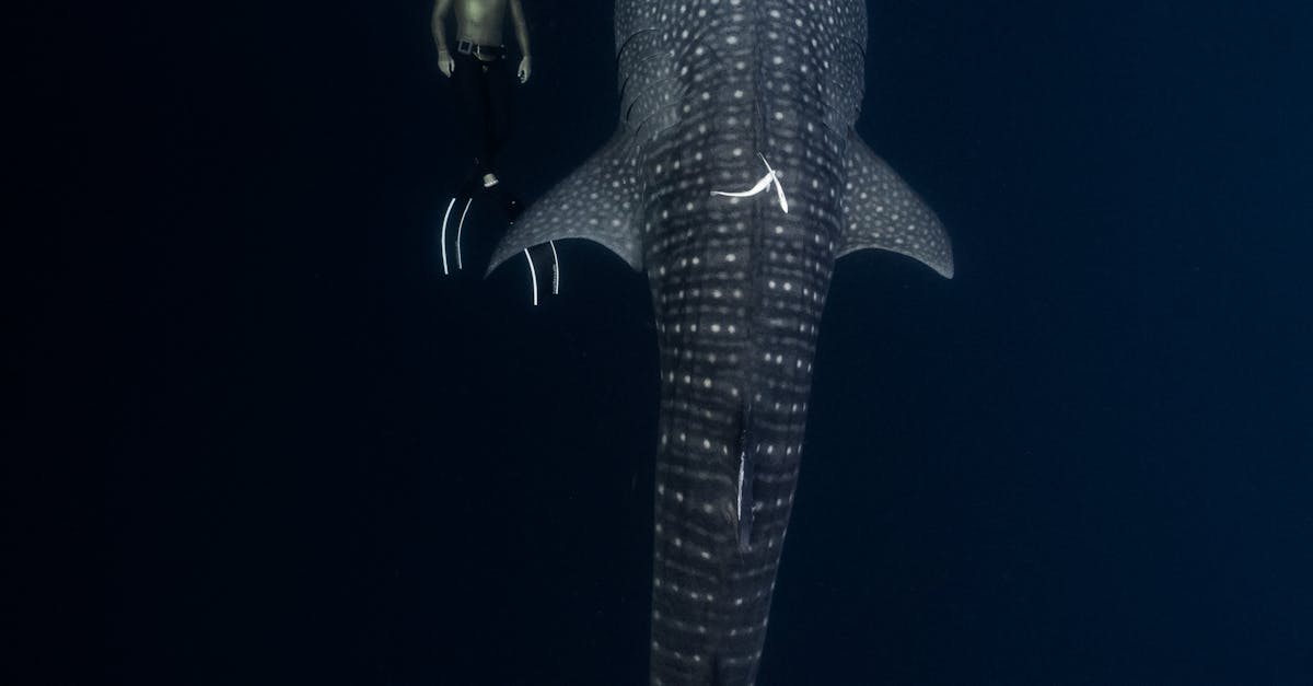 How to make a whale shark