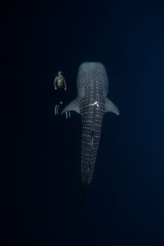 A breathtaking view of a diver swimming alongside a majestic whale shark underwater.