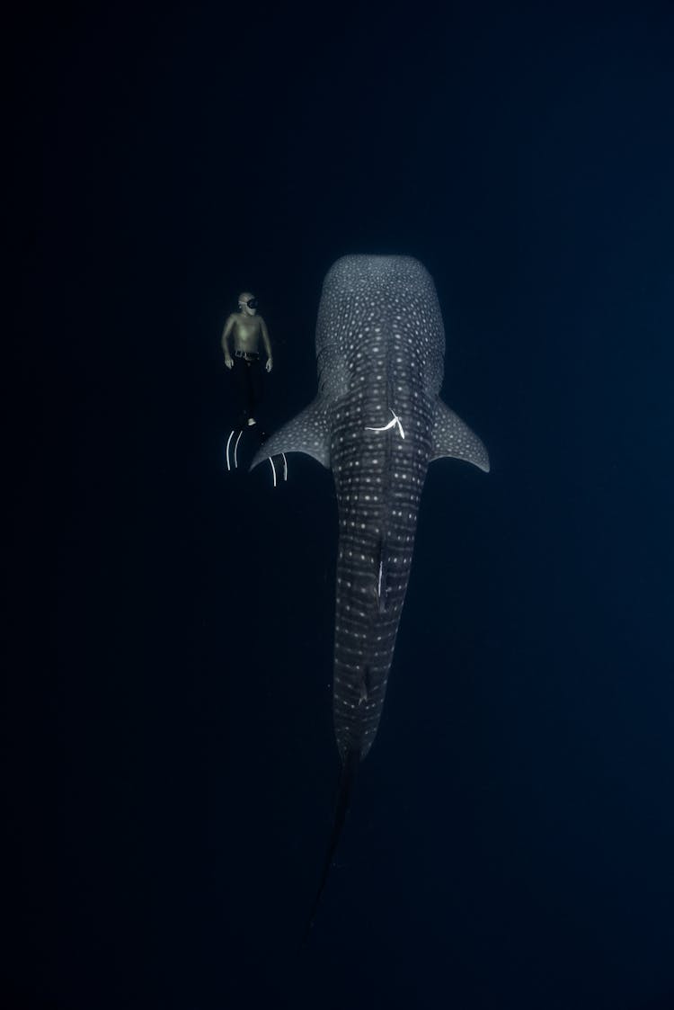 A Man Swimming Next To A Whale