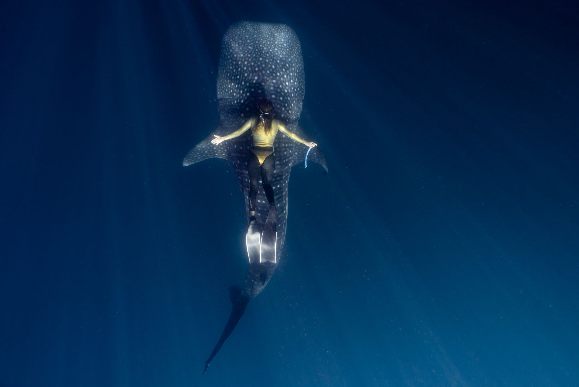 A woman gracefully swimming atop a whale shark in the deep blue ocean, Indonesia.