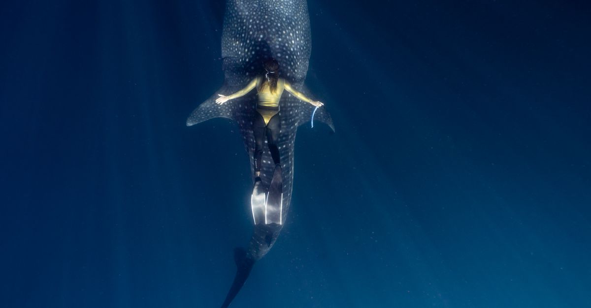 ¿Qué prácticas responsables seguir para ver tiburón ballena cerca de Holbox sin dañarlo? ¿Qué prácticas responsables seguir para ver tiburón ballena cerca de Holbox sin dañarlo?