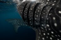 雄伟的鲸鲨在海洋深处优雅地游泳