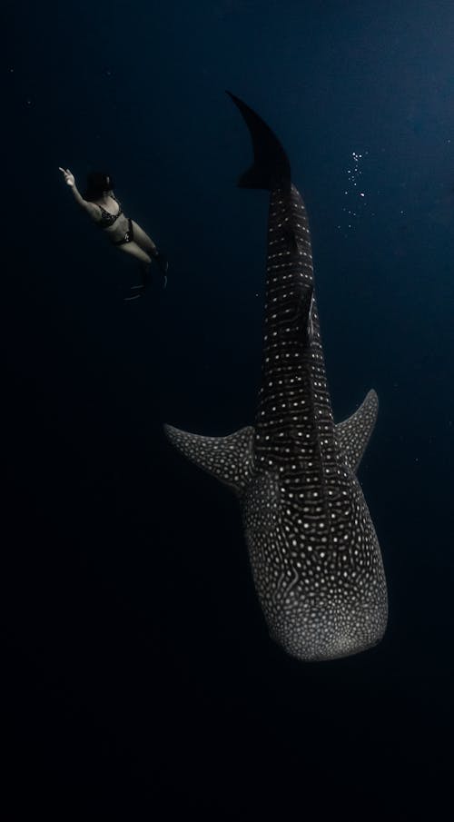 Woman and Animal under Water