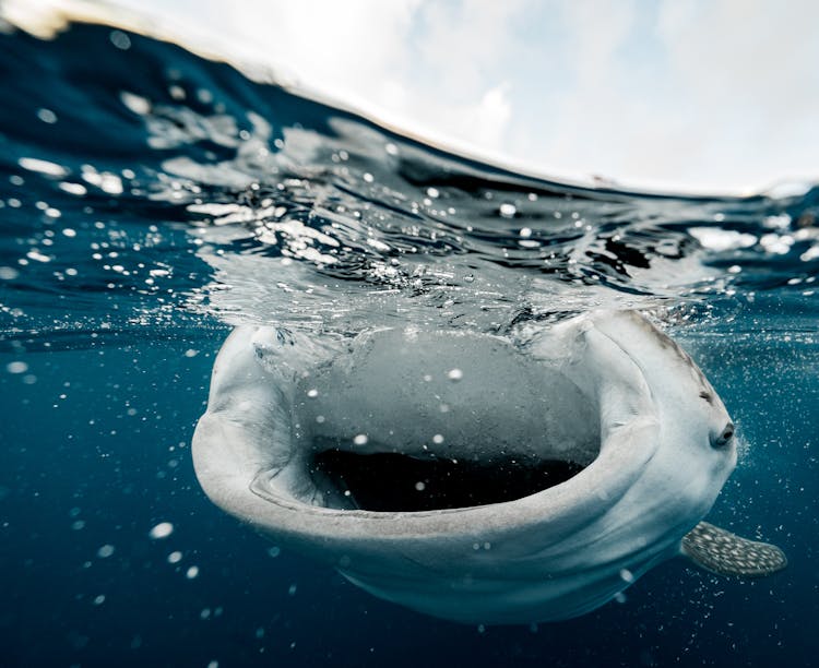 Whale Swimming Underwater