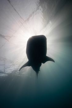 Backlit silhouette of a whale shark gracefully swimming beneath the ocean surface.