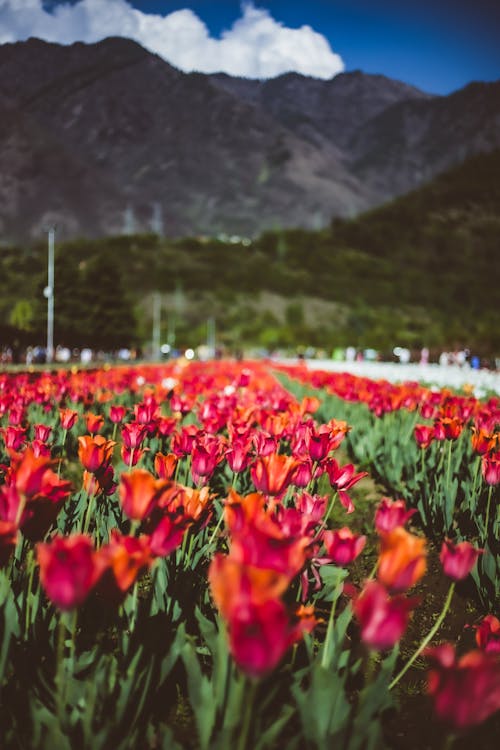 Darmowe zdjęcie z galerii z delikatny, flora, fotografia makro