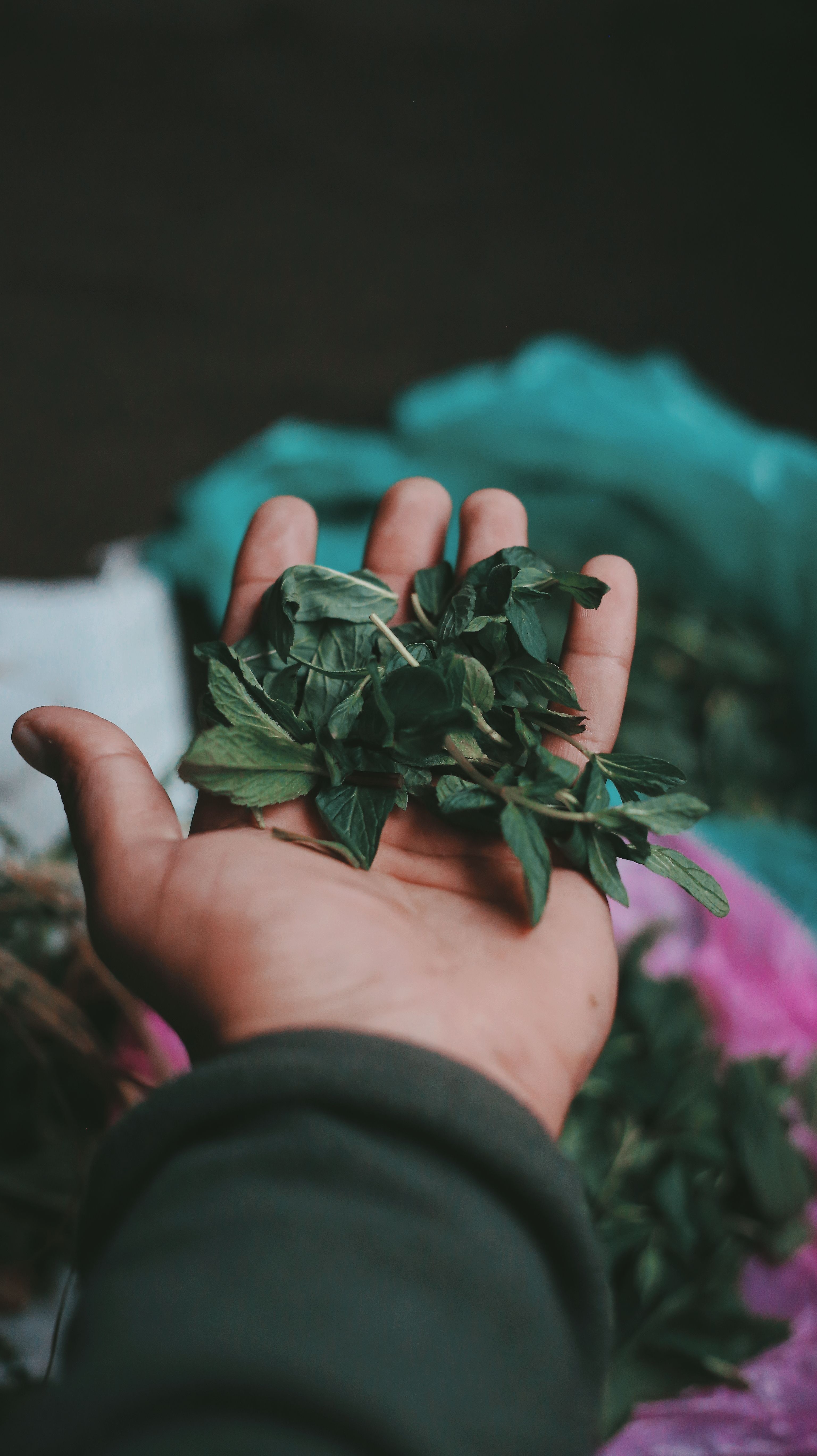 Close-up of a hand holding green leaves, creating a natural and earthy mood.