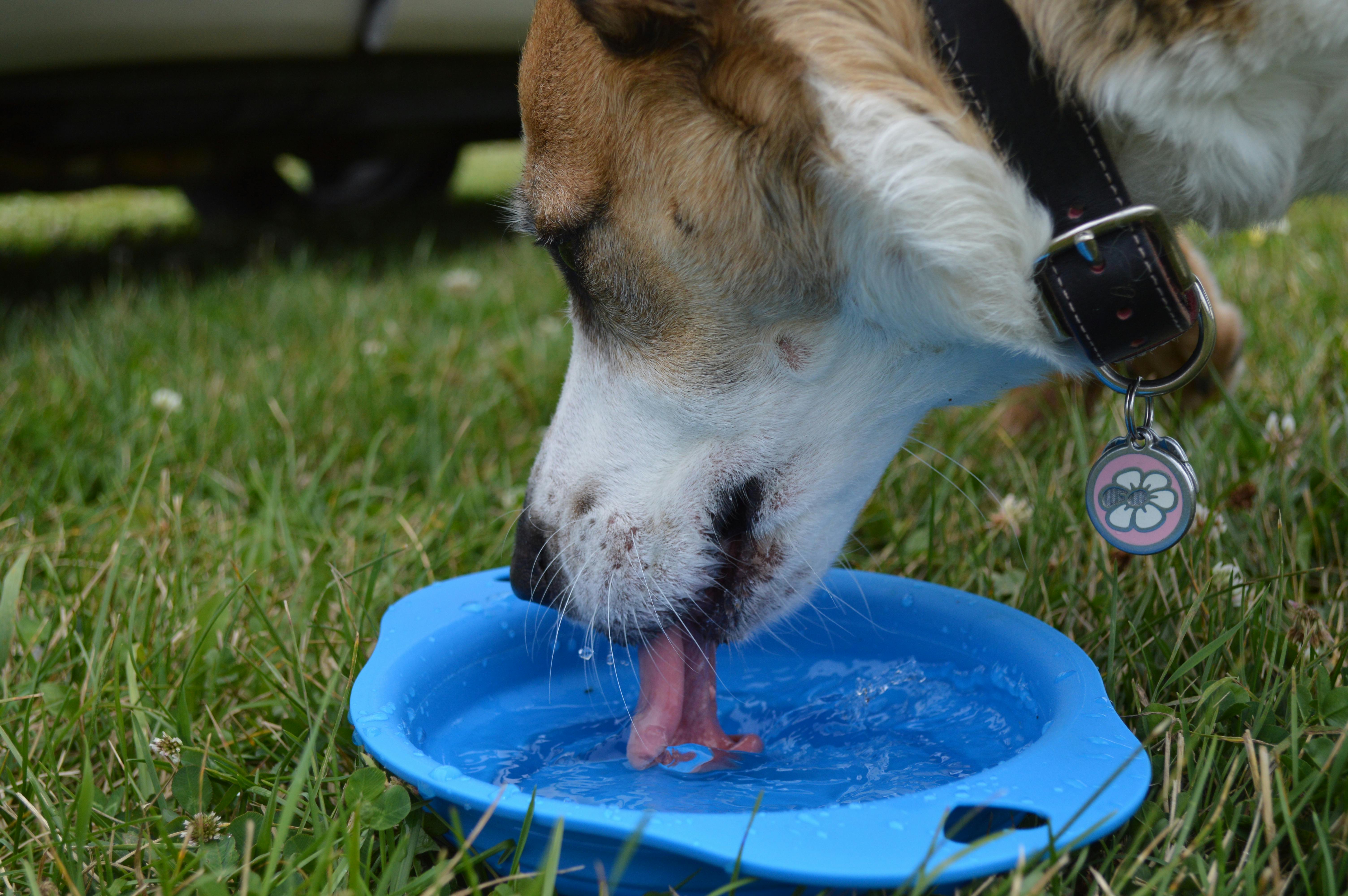 the best slobber stopper dog bowls main image for the best slobber stopper dog bowls