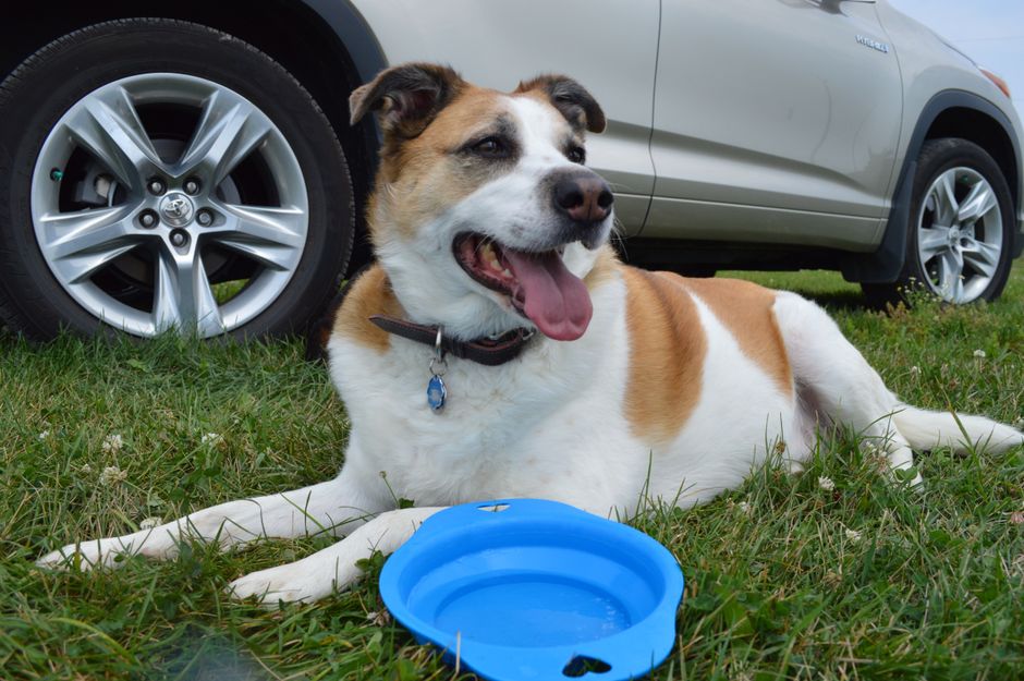 A cheerful dog with a collar relaxes beside a car, enjoying the outdoors.