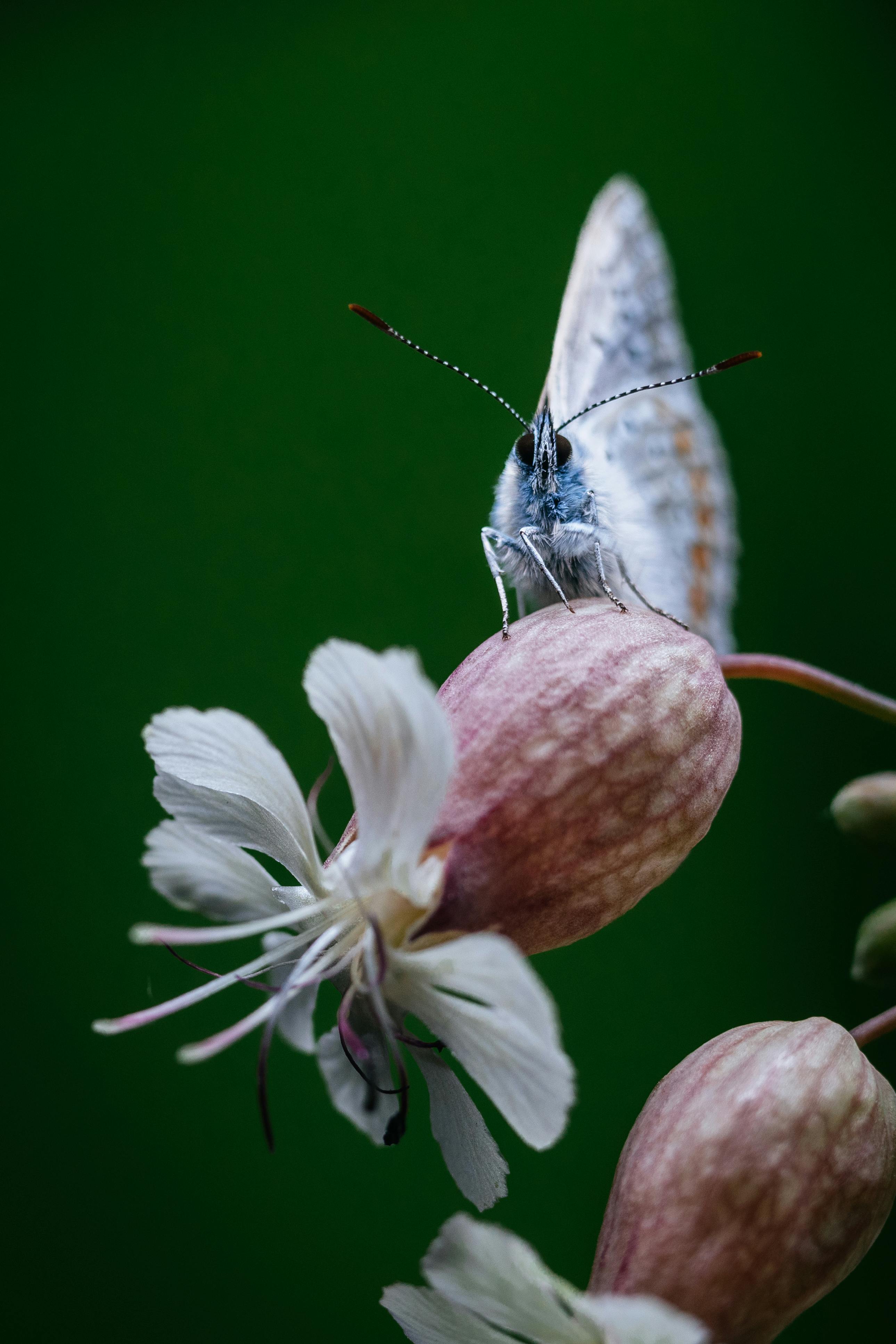 Macro shot of a butterfly perched on a pink flower with a green background.