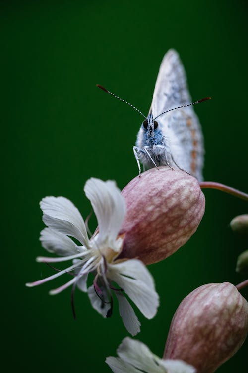Free White and Brown Butterfly on White Flower Stock Photo