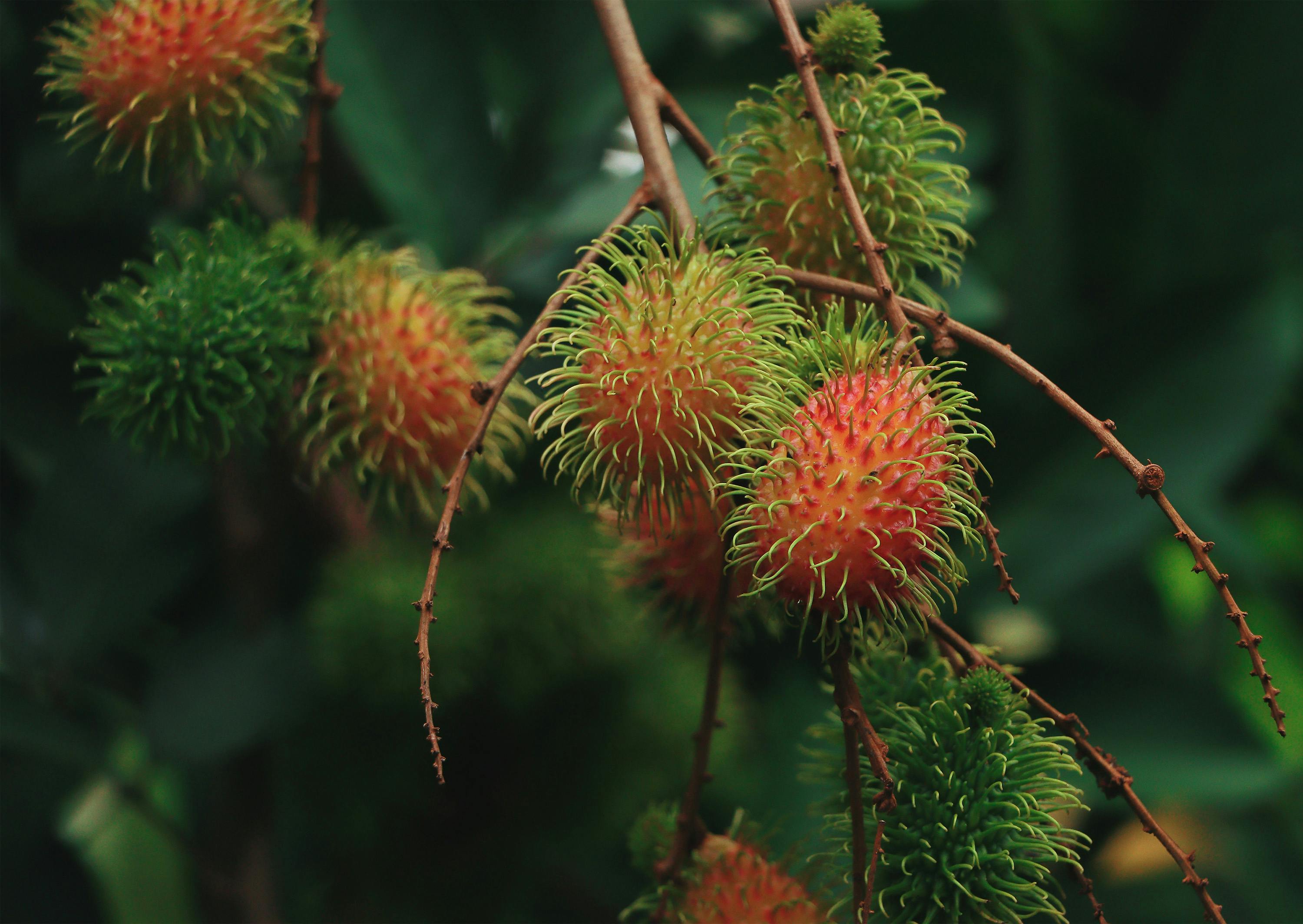 Photo of Ripe Mangoes · Free Stock Photo