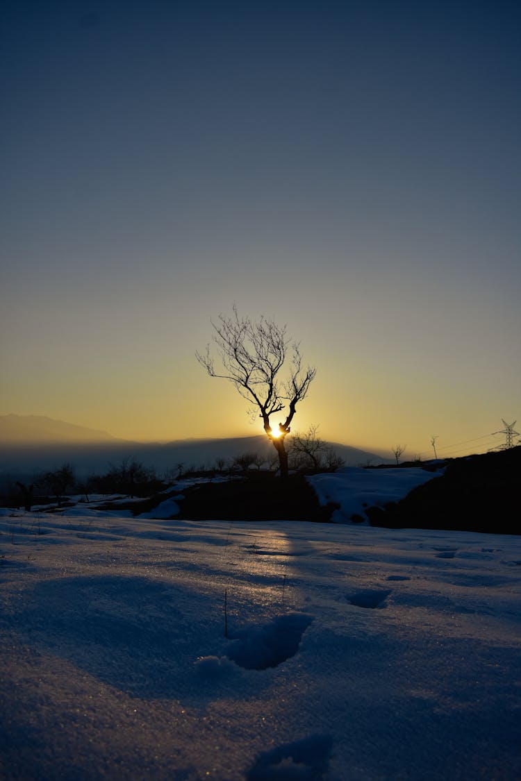 Sun Shining On Snow Through Tree Branches