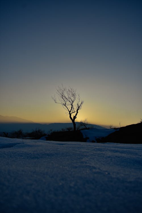Leafless Tree on Ground during Sunset