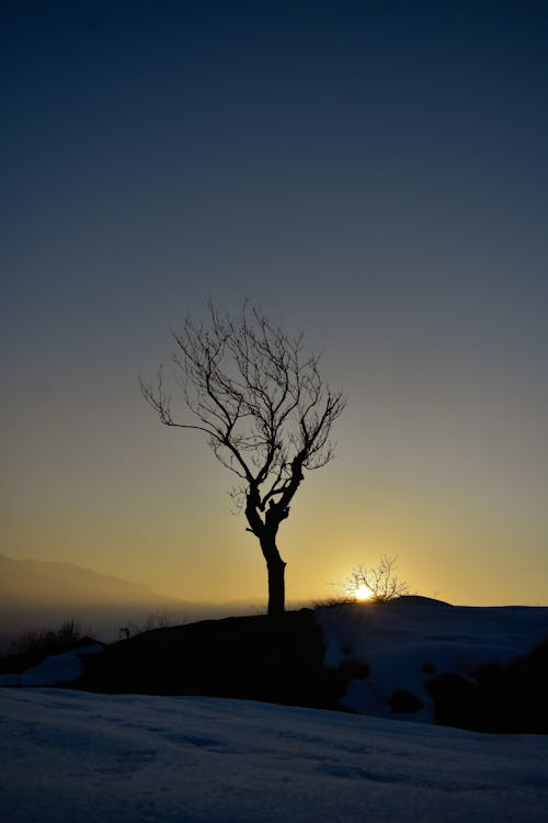 Bare Tree on Hill during Sunset