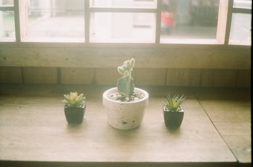 Three Assorted Plants on Brown Table