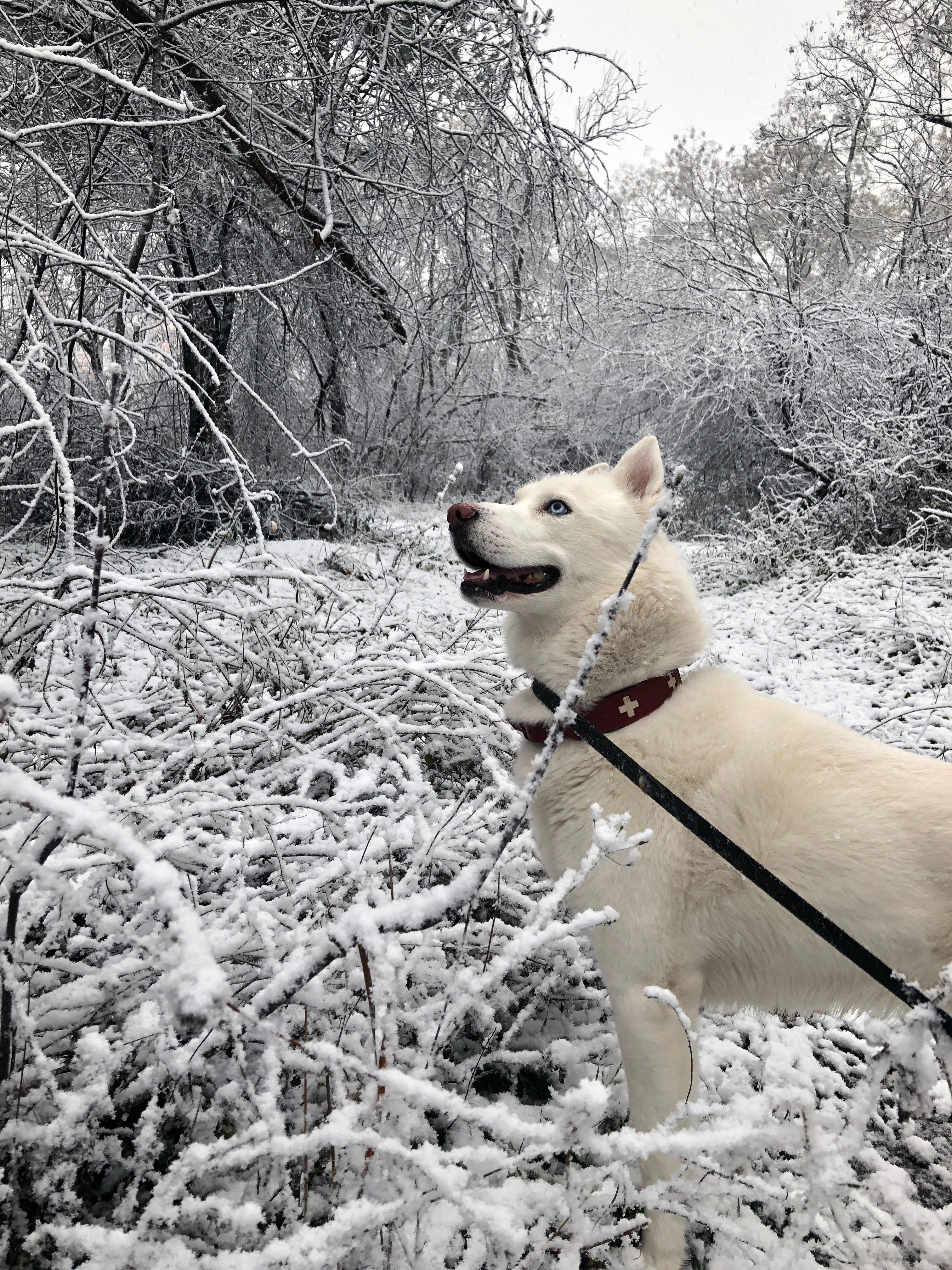 husky park