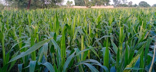 Free stock photo of corn maize