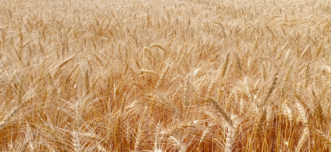 Brown Wheat Field