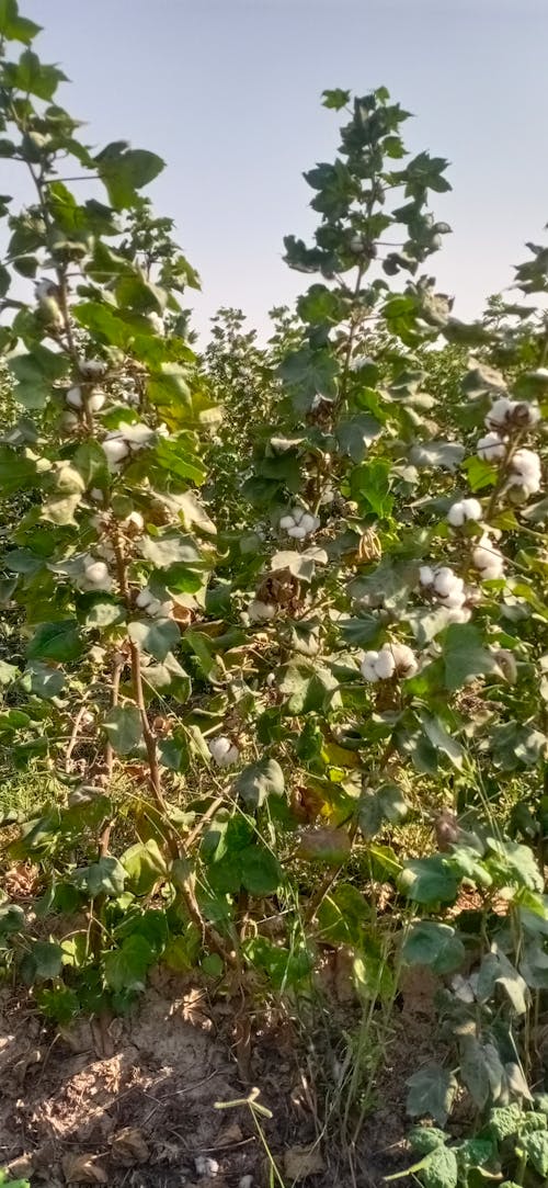 Photos gratuites de récolte de coton