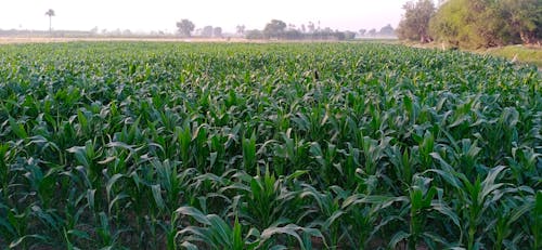 Foto profissional grátis de campo de cultivo de milho