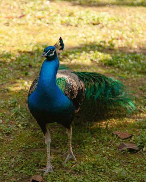 Free Close-up of a vibrant peacock with colorful plumage standing on a sunlit meadow. Stock Photo