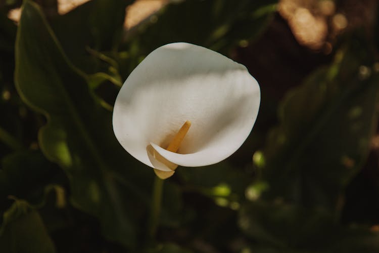 Arum Lily Flower In Close Up Photography