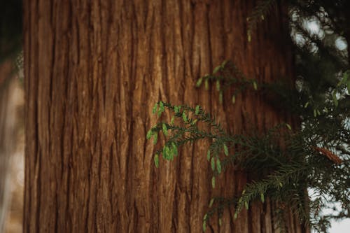 Foto profissional grátis de agulhas de coníferas, árvore, conífera