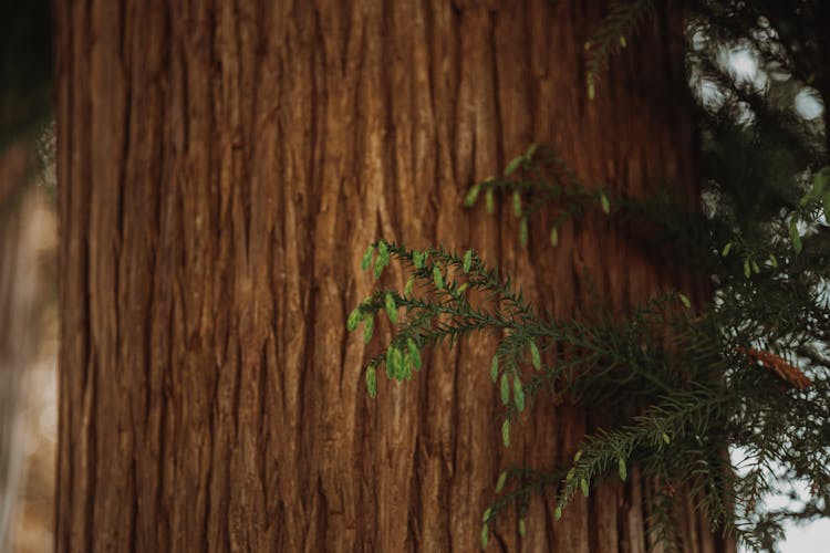 Close-up Of A Big Tree Trunk And Conifer Branches 