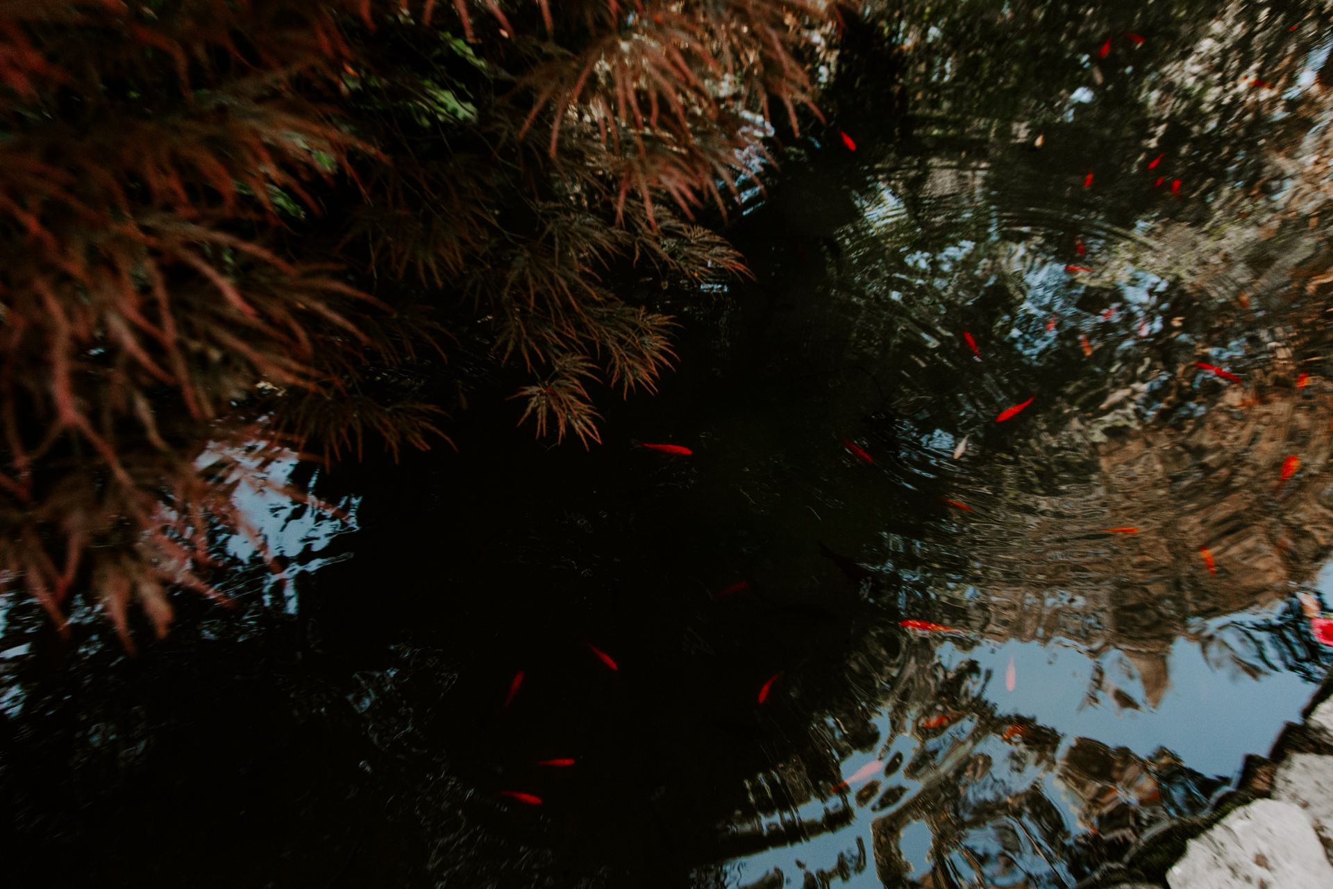 Fish in a Pond