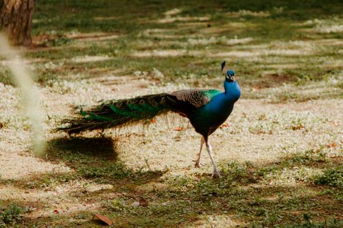 Free Vibrant peacock with extended tail feathers in a sunny outdoor setting. Stock Photo