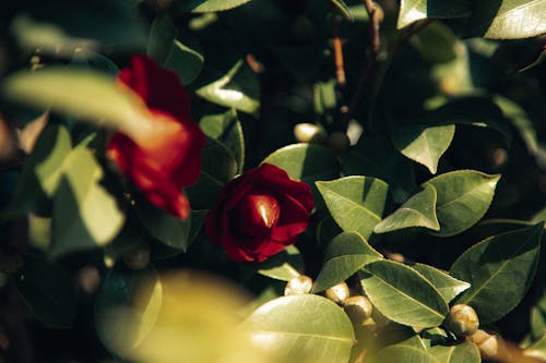 Close Up Photo of a Plant